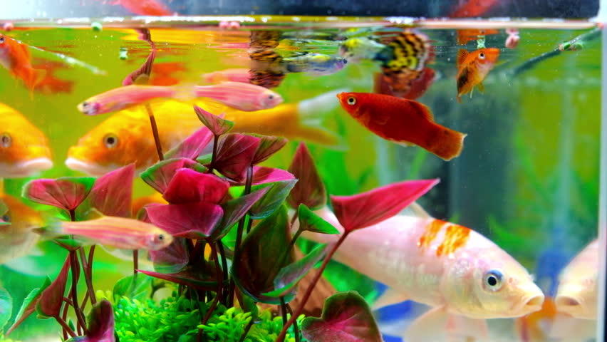   6 Cara Budidaya Ikan Hias  Cepat Berkembang  Nona Ternak