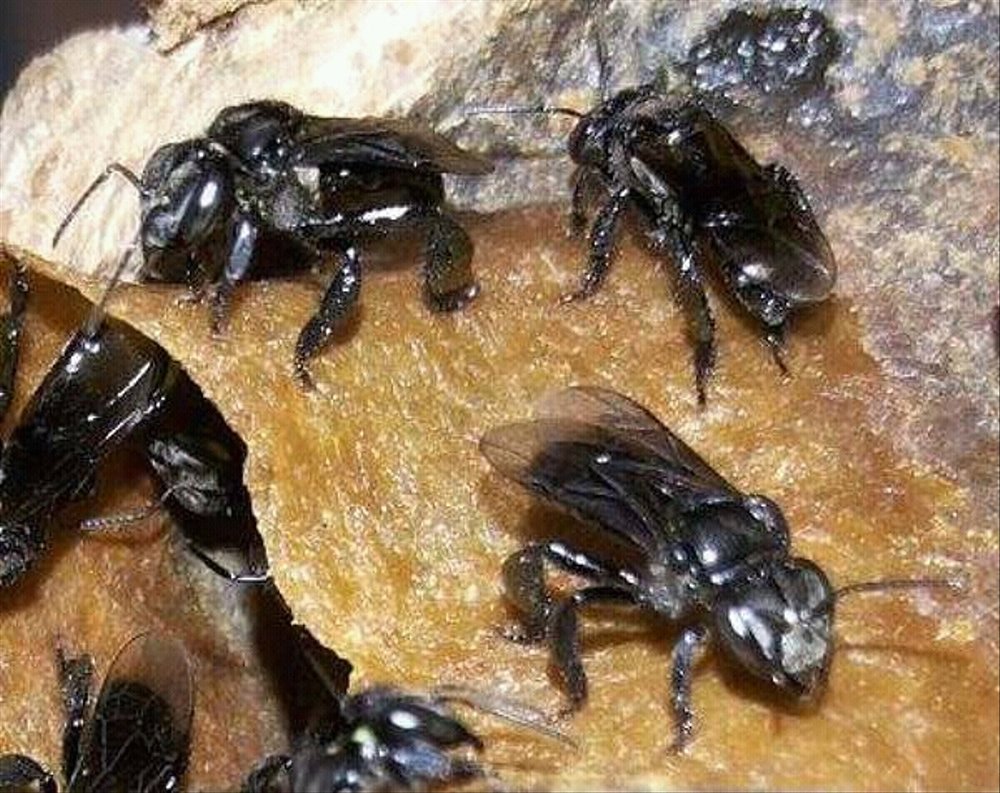 Kelebihan Budidaya Lebah Klanceng